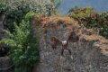 pygargue-A7V_01992