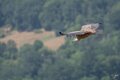 vautour-fauve-A7V_02125