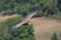 vautour-fauve-A7V_02127