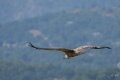 vautour-fauve-A7V_02134