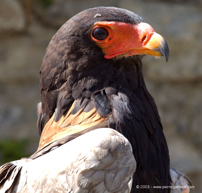 aiglebateleur2.jpg