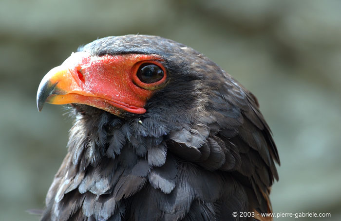 aiglebateleur3.jpg