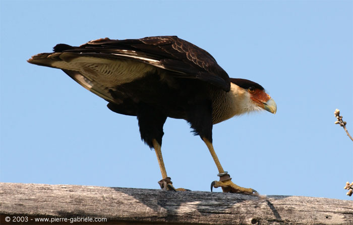 caracara2.jpg