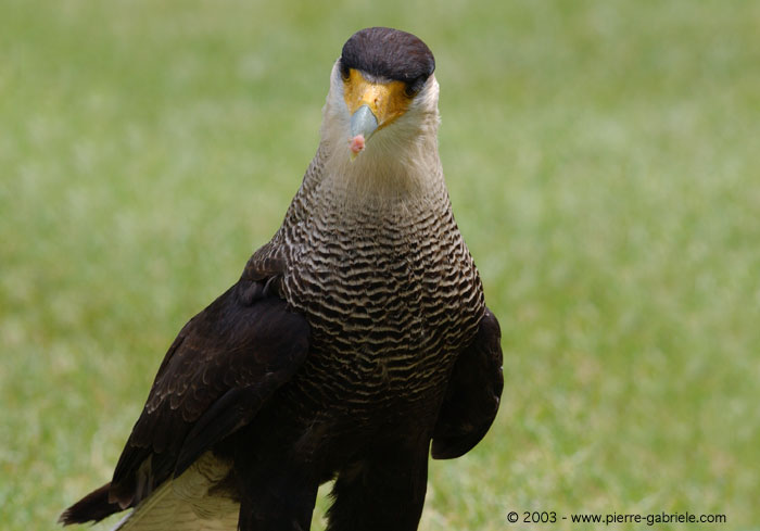 caracara3.jpg