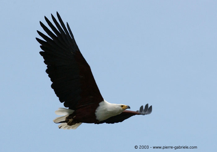 pygargue2.jpg