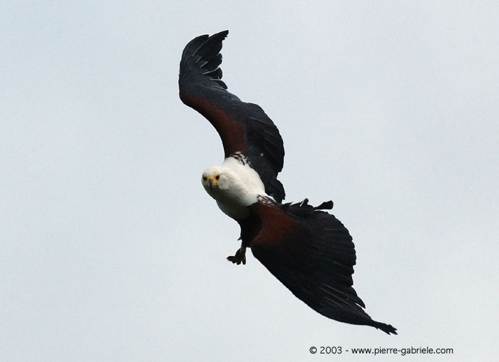pygargue_5275.jpg