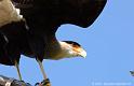 caracara