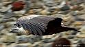 vautour_5178