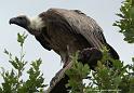 vautour_5204