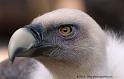 vautour_5256