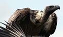 vautour_5334