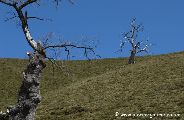 arbres_5067.jpg