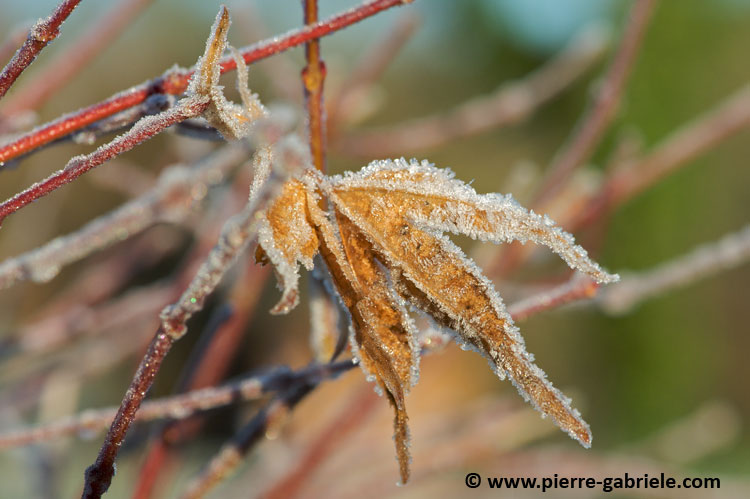 feuilles-dec2008_4292.jpg