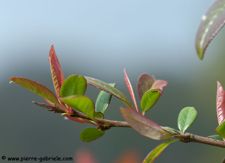 feuilles_0263.jpg
