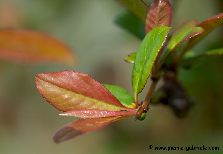 feuilles_0265.jpg