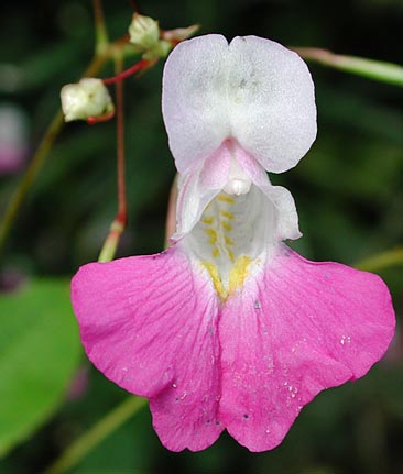 fleur.jpg