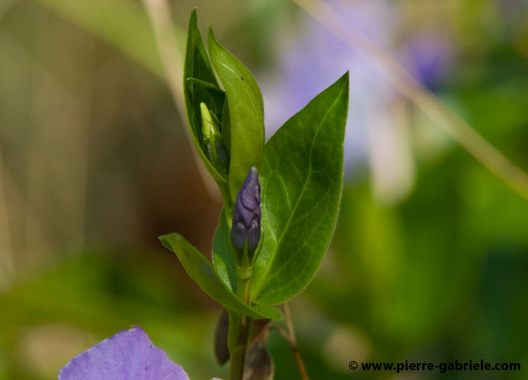 fleurs-0173.jpg