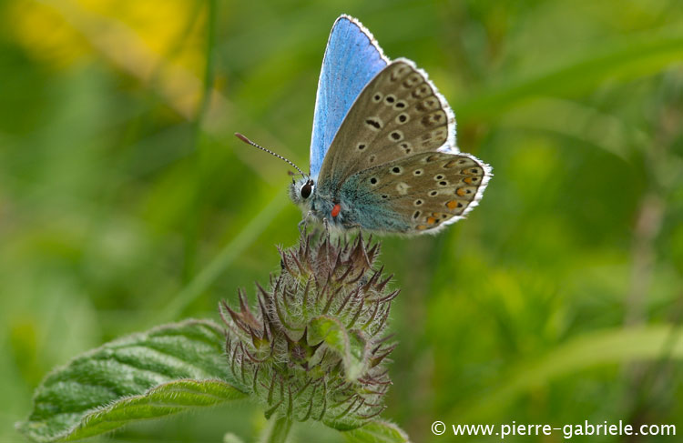 papillon_3827.jpg