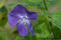 fleur_0271