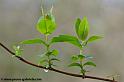 fleur_0281