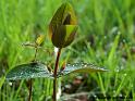 fleur_0285