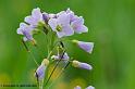 fleur_3215