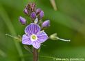 fleur_3830