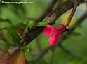 fleur_5049