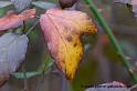 nature-0011