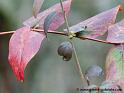 nature-0019