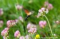papillon-colibri_4853