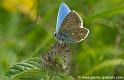 papillon_3827