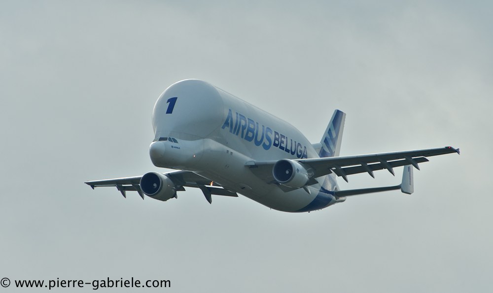 beluga_3148.jpg