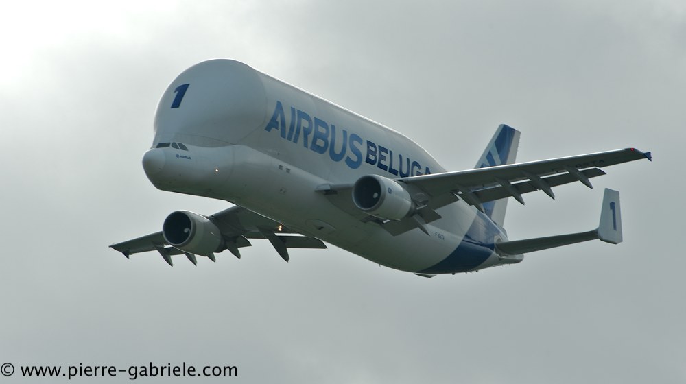 beluga_3149.jpg