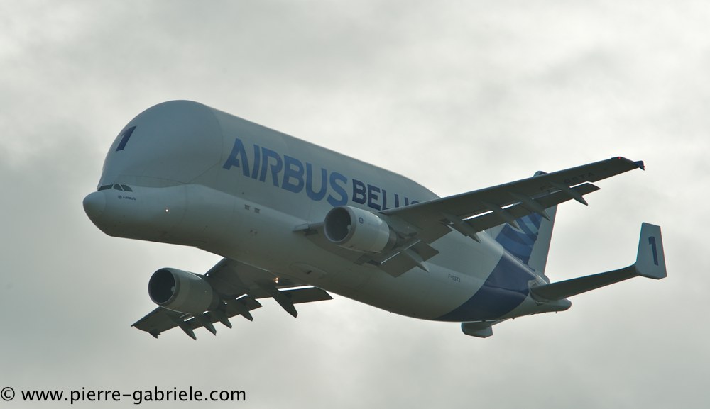 beluga_3150.jpg