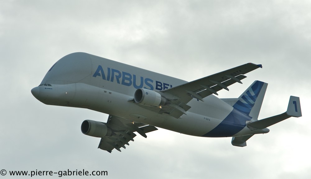 beluga_3151.jpg