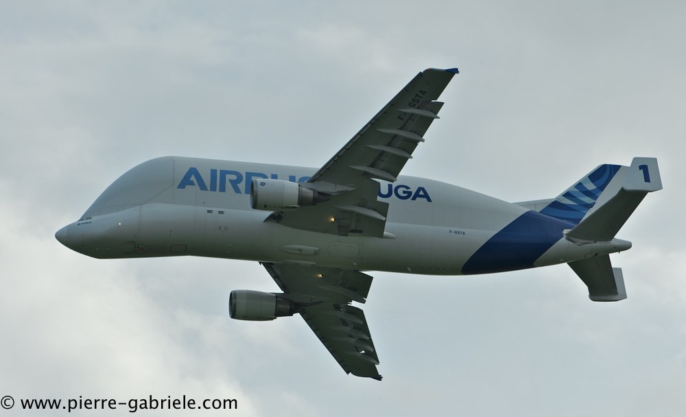 beluga_3152.jpg