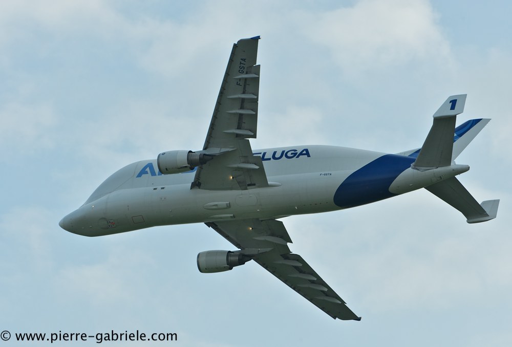 beluga_3153.jpg