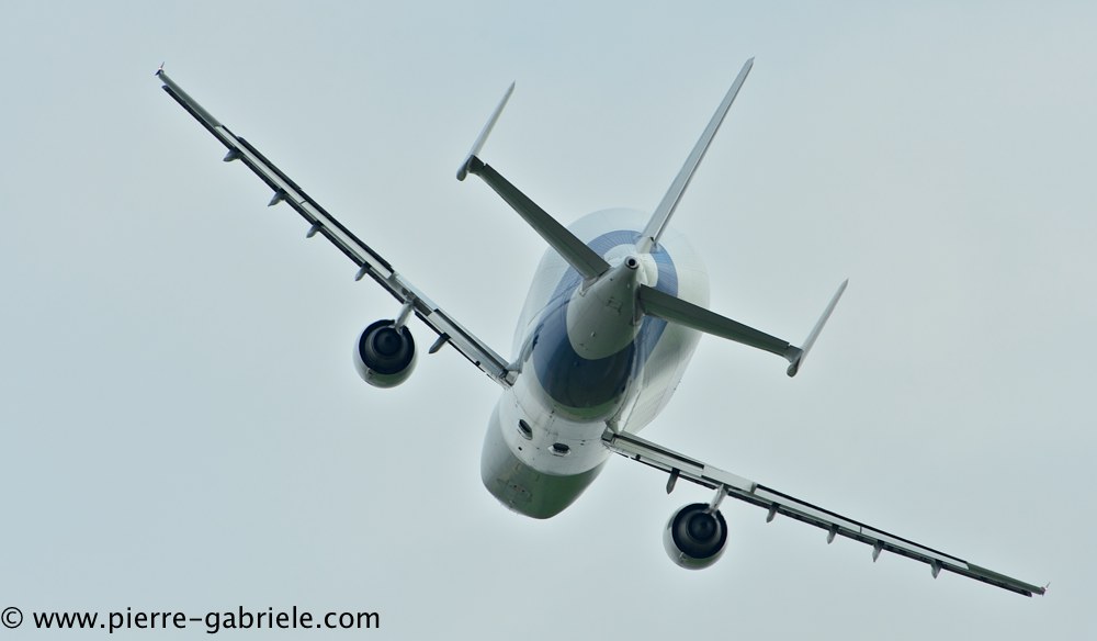 beluga_3156.jpg
