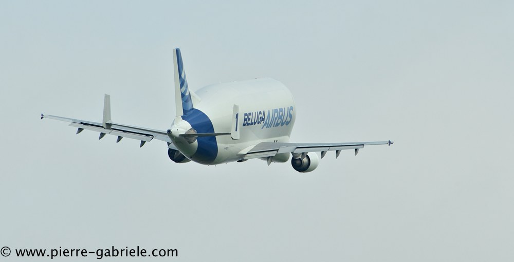 beluga_3157.jpg