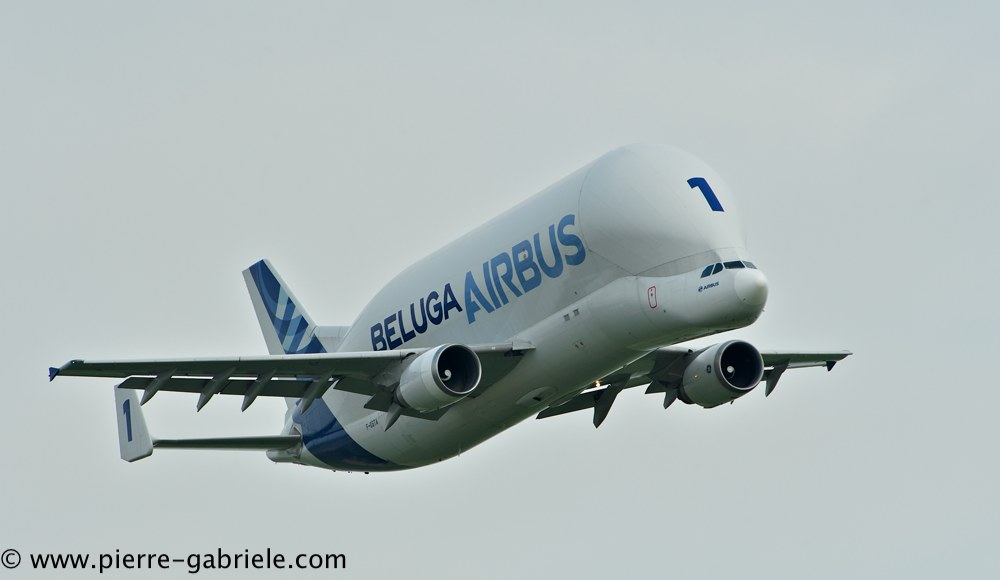 beluga_3164.jpg
