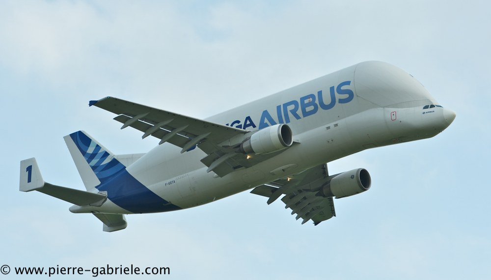 beluga_3167.jpg