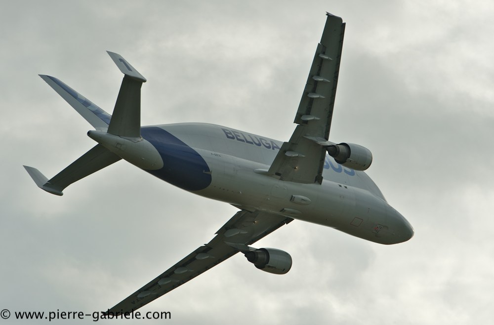 beluga_3169.jpg