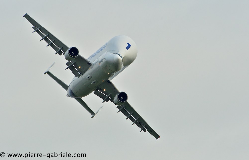 beluga_3176.jpg