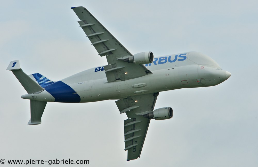 beluga_3178.jpg