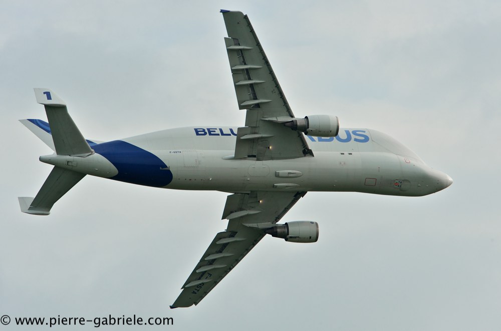 beluga_3179.jpg