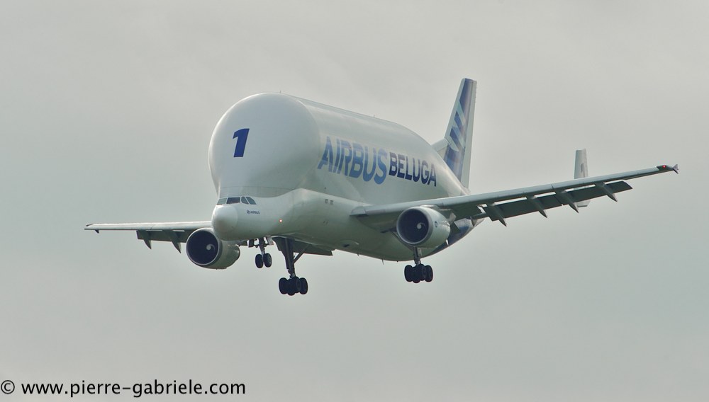 beluga_3184.jpg