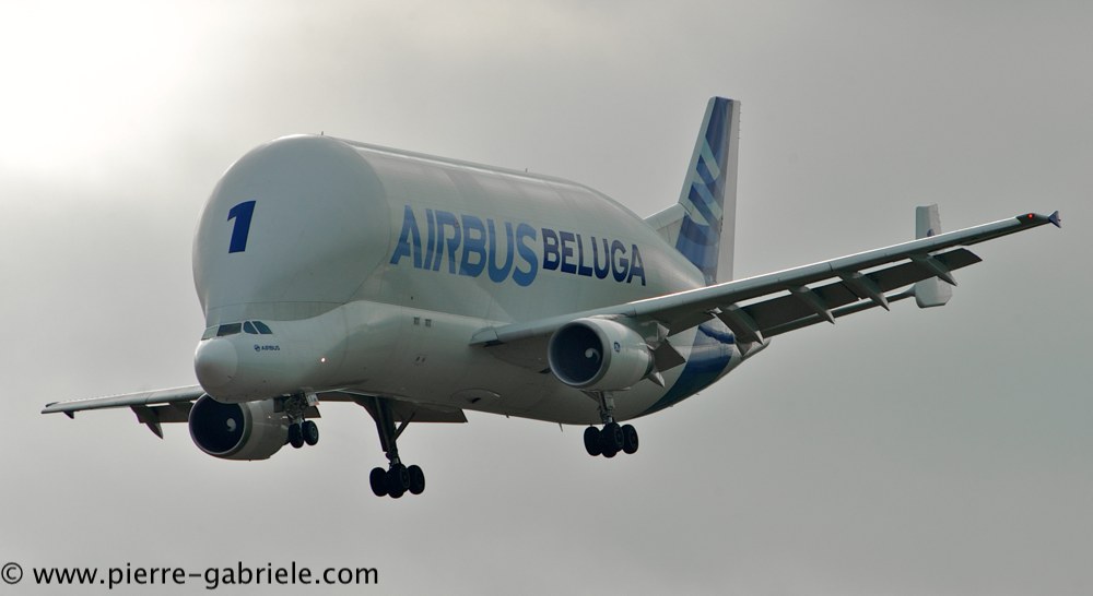 beluga_3185.jpg