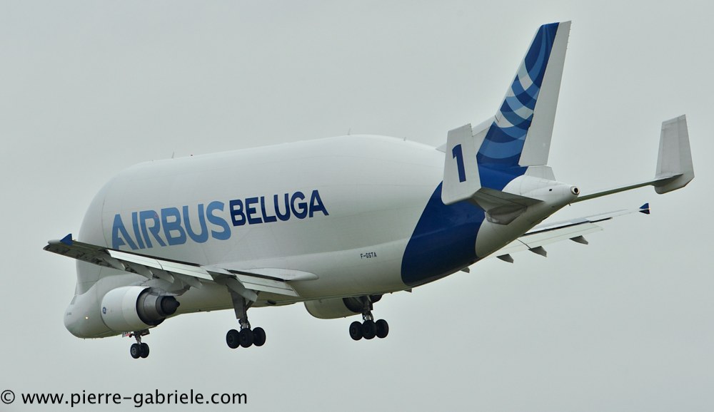 beluga_3193.jpg