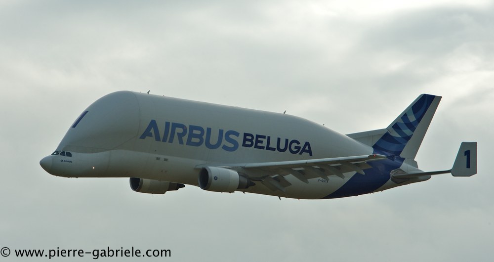 beluga_3199.jpg